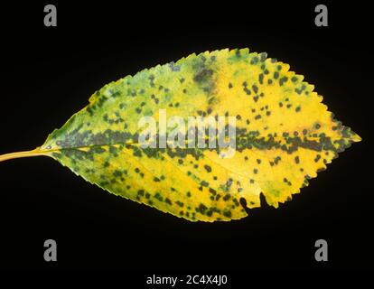 Kirschblattfleck (Blumeriella jaapii) kleine kreisförmige Pilzläsionen auf dem Blatt eines sauren Kirschblattes, New York, USA, September Stockfoto