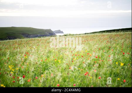 Die Mohnblumen in voller Blüte in West Entire, Cornwall, Großbritannien Stockfoto