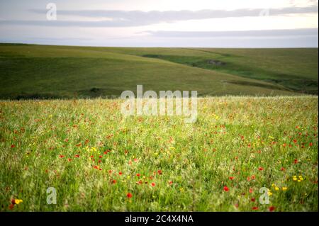 Die Mohnblumen in voller Blüte in West Entire, Cornwall, Großbritannien Stockfoto
