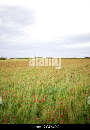 Die Mohnblumen in voller Blüte in West Entire, Cornwall, Großbritannien Stockfoto