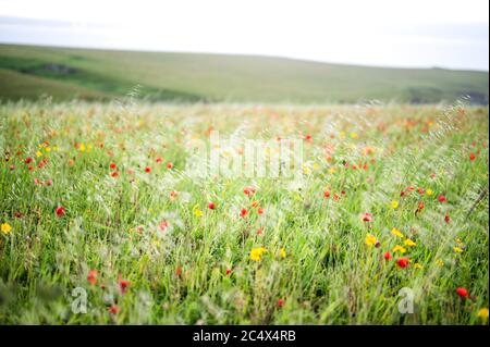 Die Mohnblumen in voller Blüte in West Entire, Cornwall, Großbritannien Stockfoto