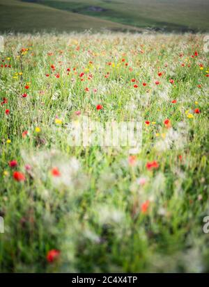 Die Mohnblumen in voller Blüte in West Entire, Cornwall, Großbritannien Stockfoto