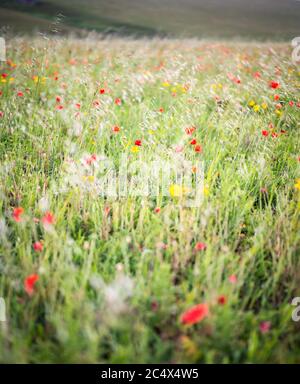Die Mohnblumen in voller Blüte in West Entire, Cornwall, Großbritannien Stockfoto