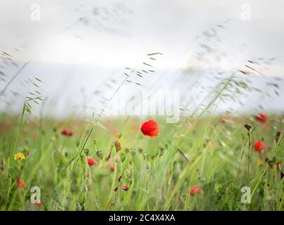 Die Mohnblumen in voller Blüte in West Entire, Cornwall, Großbritannien Stockfoto