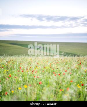 Die Mohnblumen in voller Blüte in West Entire, Cornwall, Großbritannien Stockfoto