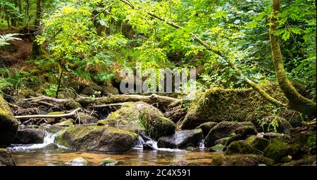 Kennall Vale Nature Reserve, Cornwall, Großbritannien Stockfoto