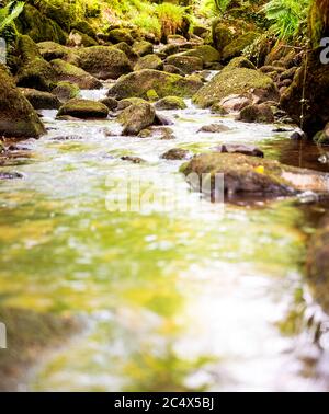 Kennall Vale Nature Reserve, Cornwall, Großbritannien Stockfoto