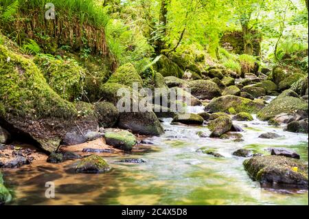 Kennall Vale Nature Reserve, Cornwall, Großbritannien Stockfoto