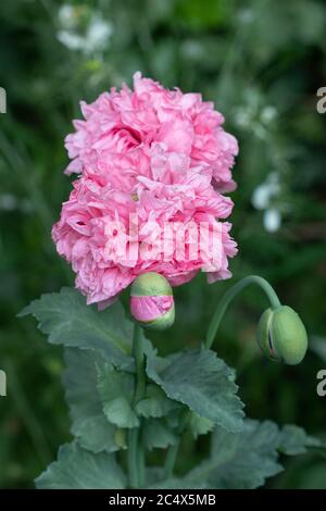 Pfingstrose Mohnblume in rosa Makro Stockfoto