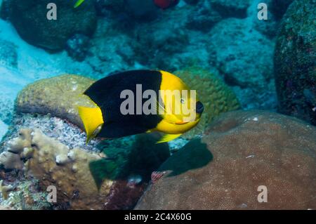 Felsige Schönheit (Holacanthus Tricolor).  Bonaire, Niederländische Antillen, Karibik, Atlantik. Stockfoto