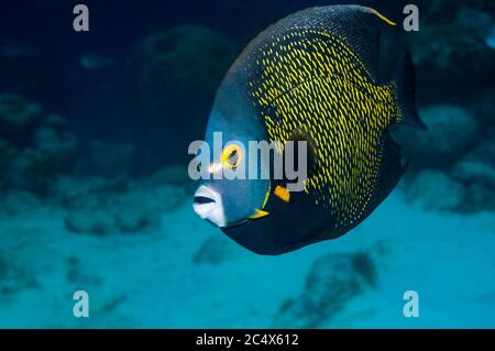 Französischer Kaiserfisch (Pomacanthus Paru).  Bonaire, Niederländische Antillen, Karibik, Atlantik. Stockfoto