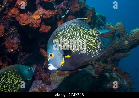 Französischer Kaiserfisch (Pomacanthus Paru).  Bonaire, Niederländische Antillen, Karibik, Atlantik. Stockfoto