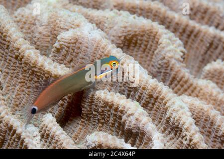 Tailspot blenny [Ecsenius stigmatura]. West Papua, Indonesien. Indo-West Pacific. Stockfoto