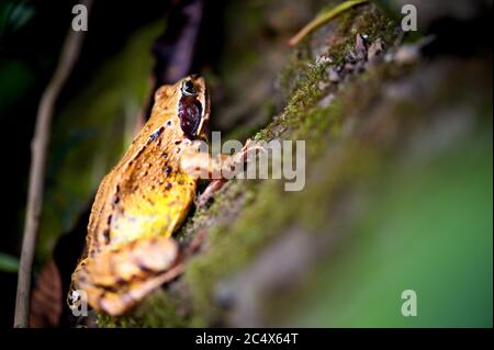 Ein Porträt eines Moorfrosches Rana arvalis Stockfoto