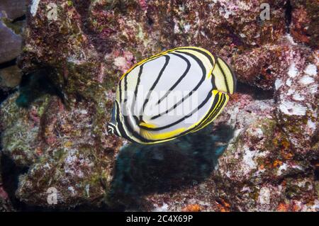 Abgekratzter Butterflyfish oder Meyers Butterflyfish [Chaetodon meyeri]. Andamanensee, Thailand. Indo-Pazifik. Stockfoto