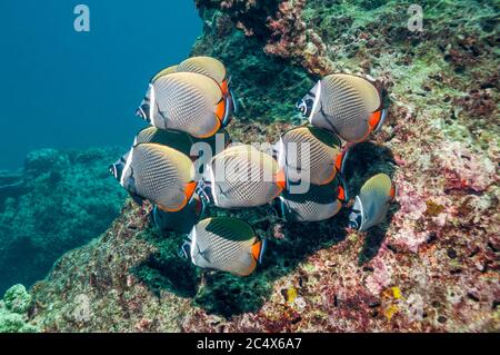 Rotschwanz oder Falterfisch [Chaetodon collare]. Andamanensee, Thailand. Indo-Pazifik. Stockfoto