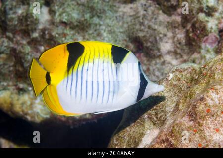 Schwarzkeilfisch oder Falcula-Falterfisch [Chaetodon falcula]. Andamanensee, Thailand. Stockfoto