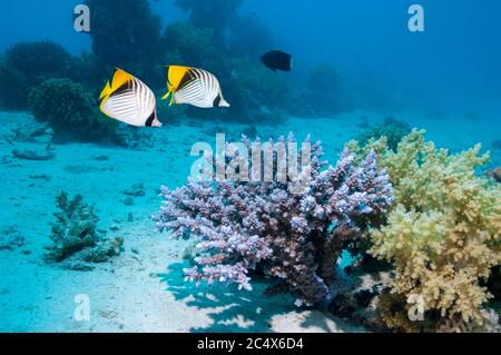 Fadenflossen-Falterfisch (Chaetodon auriga). Rote Meer Form. Ägypten, Rotes Meer. Stockfoto