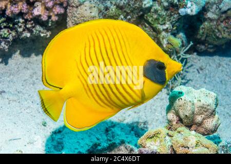 Goldene Butterflyfish [Chaetodontidae Semilarvatus].  Ägypten, Rotes Meer.  Rotes Meer endemisch. Stockfoto