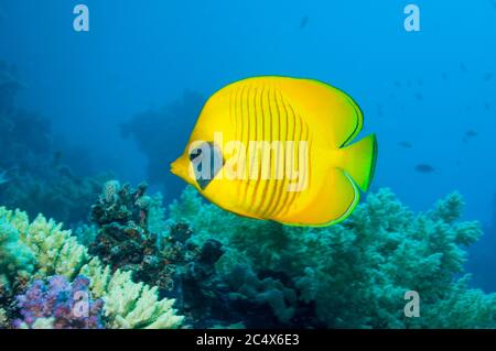 Goldene Butterflyfish [Chaetodontidae Semilarvatus].  Ägypten, Rotes Meer.  Rotes Meer endemisch. Stockfoto