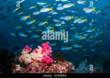 Schule der Tief-bodied Füsiliere [Caesio cuning]. West Papua, Indonesien. Stockfoto