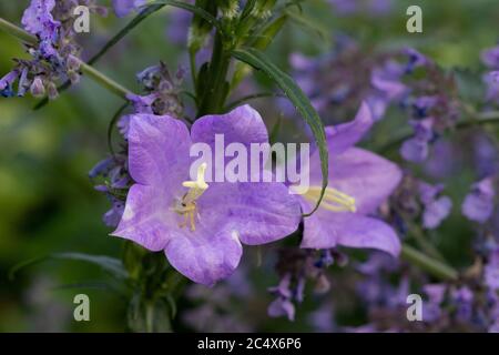 Glockenblumen in lila Makro campanula portenschlagiana Stockfoto