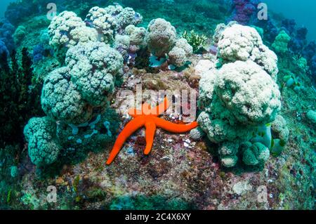 Luzon-Seestar [Echinaster luzonicus] auf Korallenriff mit Weichkorallen. Triton Bay, West Papua, Indonesien. Stockfoto