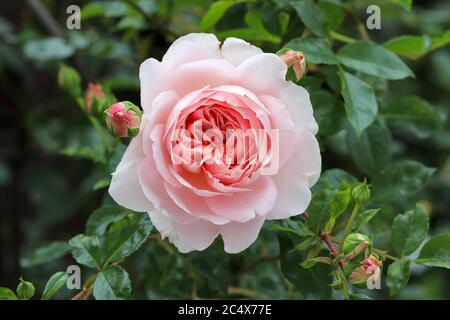 englische Rose in Aprikose Wildeve Makro Stockfoto