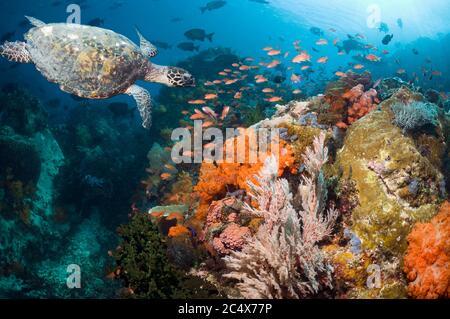 Hawksbill Turtle (Eretmochelys imbricata) schwimmt über Korallenriff Landschaft mit Weichkorallen, Gorgonien und Anthias. Komodo-Nationalpark, Indonesien. Stockfoto