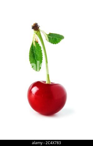 Kirsche mit grünen Blättern Nahaufnahme isoliert auf weißem Hintergrund Stockfoto