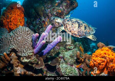 Habichtsschildkröte [Eretmochelys imbricata] schwimmt über Korallenriff mit Schwämmen. Bonaire, Niederländische Antillen, Karibik, Atlantik. Stockfoto