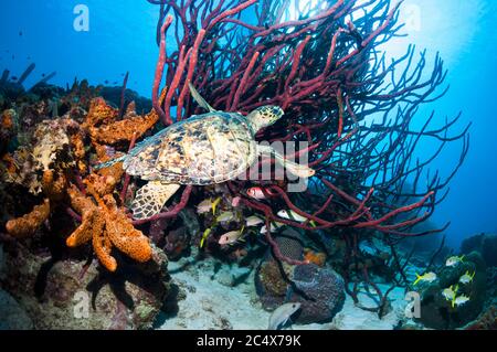 Habichtsschildkröte [Eretmochelys imbricata] schwimmt über Korallenriff mit Schwämmen. Bonaire, Niederländische Antillen, Karibik, Atlantik. Stockfoto