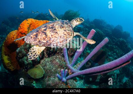 Die Schildkröte des Falkenbills schwimmt über der Korallenrifflandschaft mit dem Orange Elephant Ohrenschwamm (Agelas clahrodes), den Ofenpipes (Aplysina archeri). Bonaire Stockfoto