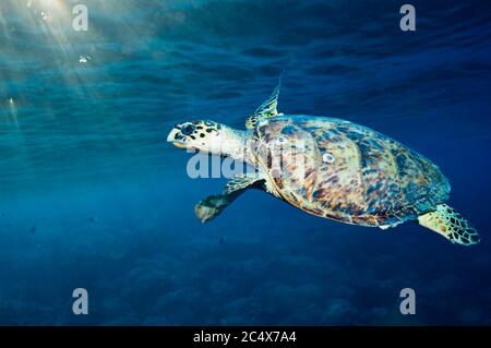 Echte Karettschildkröte (Eremochelys Imbricata).  Ägypten, Rotes Meer. Stockfoto