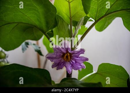 Im Garten auf dem Balkon blüht die Aubergine, eine kleine violette Blume. Stockfoto