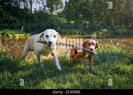 Zwei Hunde in der Natur. Labrador Retriever und Nova Scotia Duck Tolling Retriever spielen mit Stick am Flussufer. Stockfoto