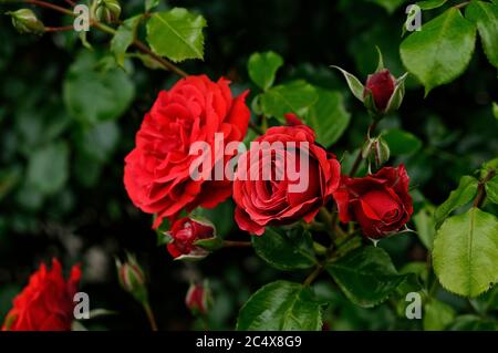 Rose GRANDHOTEL 'mactel', rote Rosen auf einem gedämpften Hintergrund, schön fotografiert, aus nächster Nähe, in voller Blüte Stockfoto