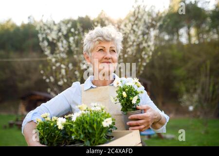 Ältere Frau im Sommer gärtnern, hält blühende Pflanzen. Stockfoto