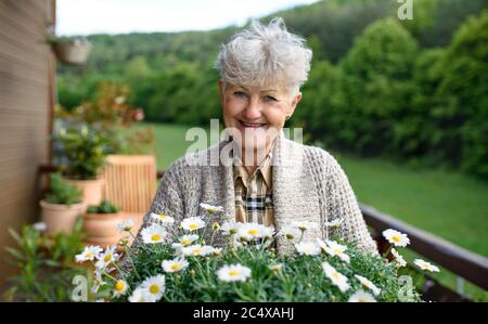 Ältere Frau im Sommer auf dem Balkon gärtnern, blühende Pflanzen halten. Stockfoto