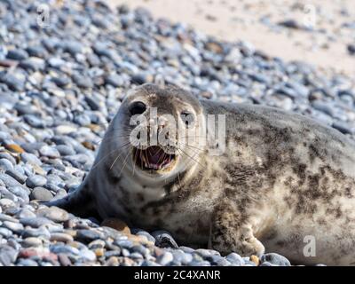 Junge Graurobbe (Halichoerus grypus) am Nordoststrand, Düne, Insel Helgoland, Kreis Pinneberg, Schleswig-Holstein, Deutschland, Europa Stockfoto