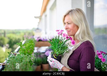 Ältere Frau im Sommer auf dem Balkon gärtnern, Topfpflanze halten. Stockfoto