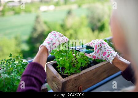 Unerkennbare Frau im Sommer auf dem Balkon gärtnern, Kräuter schneiden. Stockfoto