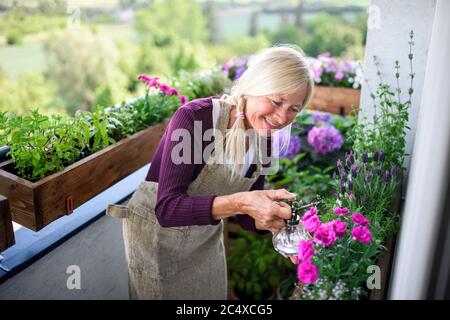 Ältere Frau im Sommer auf dem Balkon gärtnern, Pflanzen sprühen. Stockfoto