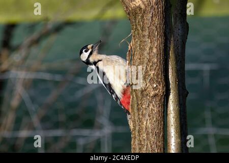Buntspecht (männlich) Stockfoto