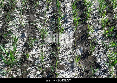 DEUTSCHLAND, die Verbreitung von Gülle im Getreidefeld, Gülle aus Viehställen erhöhen Nitratgehalt im Grundwasser, Boden und Getreidepflanzen Stockfoto