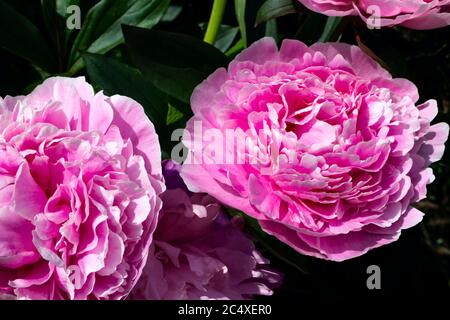 Rosafarbene krautige Pfingstrose in Blüte, Großbritannien. Stockfoto