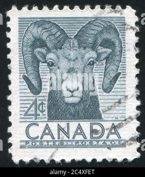 KANADA - UM 1953: Briefmarke gedruckt von Kanada, zeigt Schafe, um 1953 Stockfoto