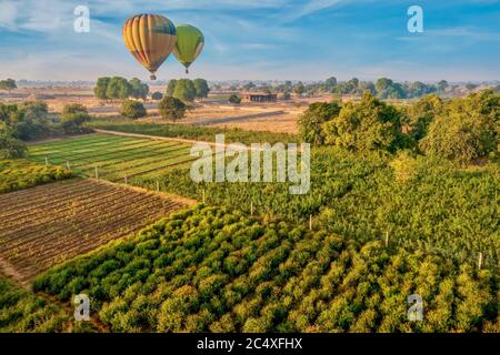 Zwei Heißluftballons fliegen über Ringelblumen Felder und landwirtschaftliche Flächen in einer ländlichen Gegend in der Nähe von Pushkar, Rajasthan, Indien. Stockfoto