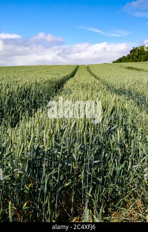 Reifung Ernte von Weizen wächst in einem Feld, Frühsommer, Großbritannien. Stockfoto