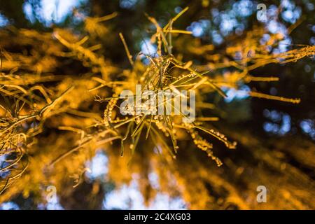 Abstraktes Bild von einem Baum mit einigen künstlichen Lichtern Stockfoto